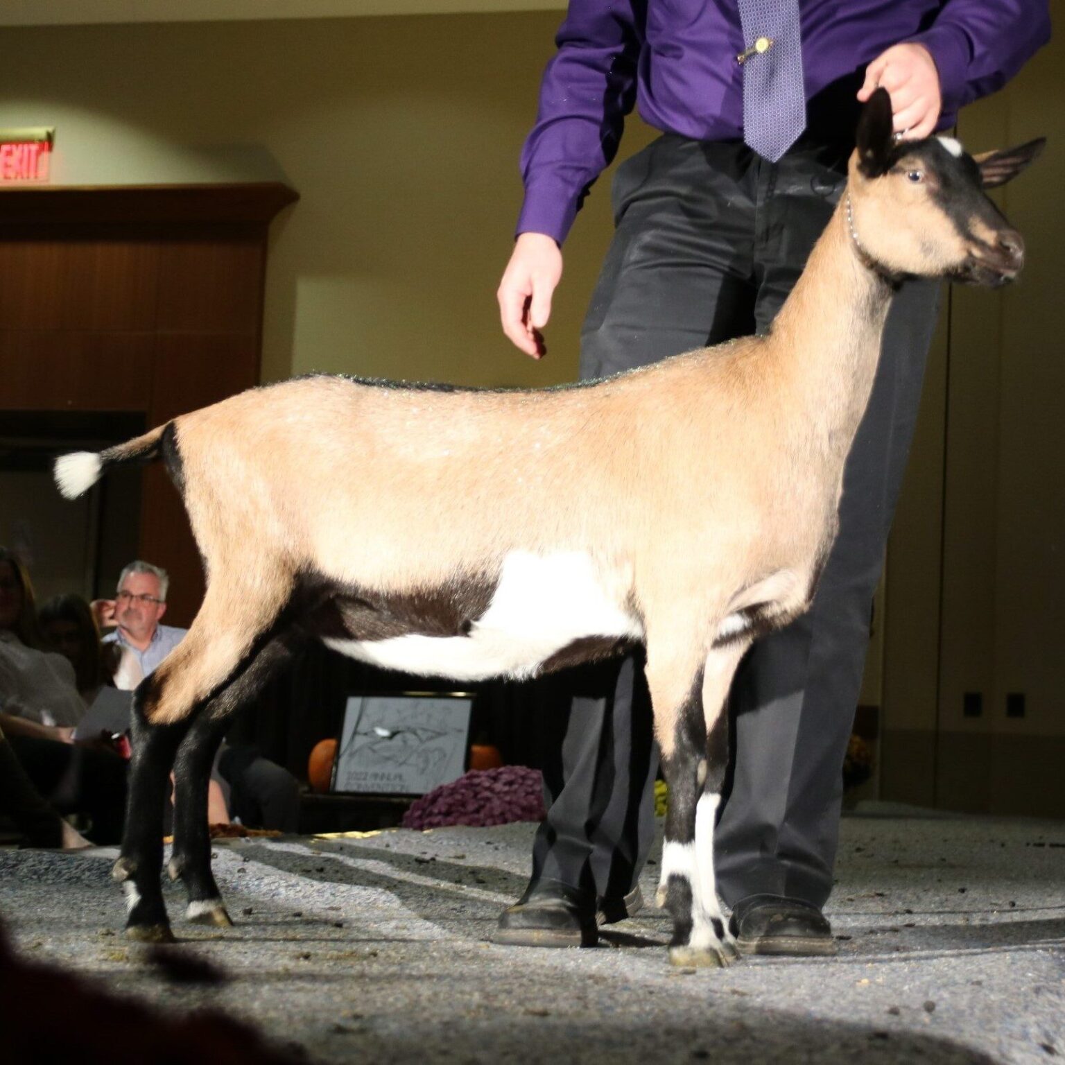 Spotlight Sale ADGA Annual Convention